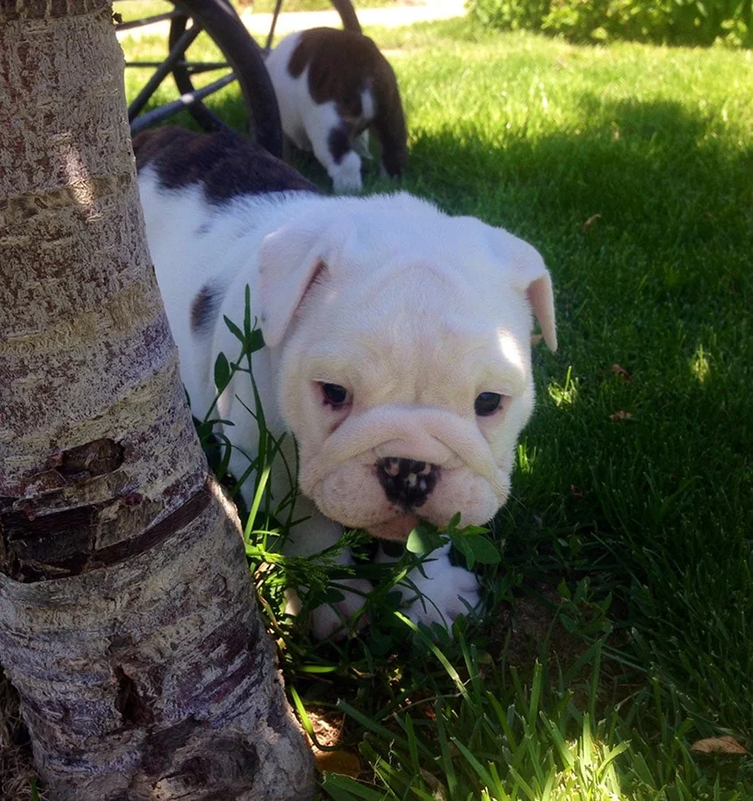 puppy