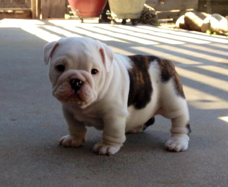 puppy