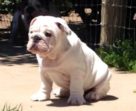 puppy