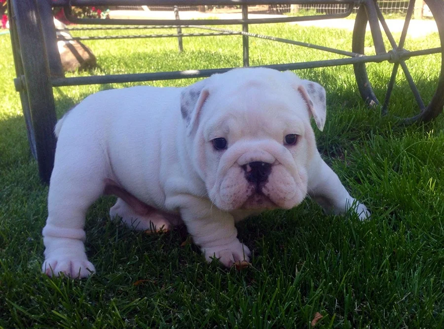 puppy