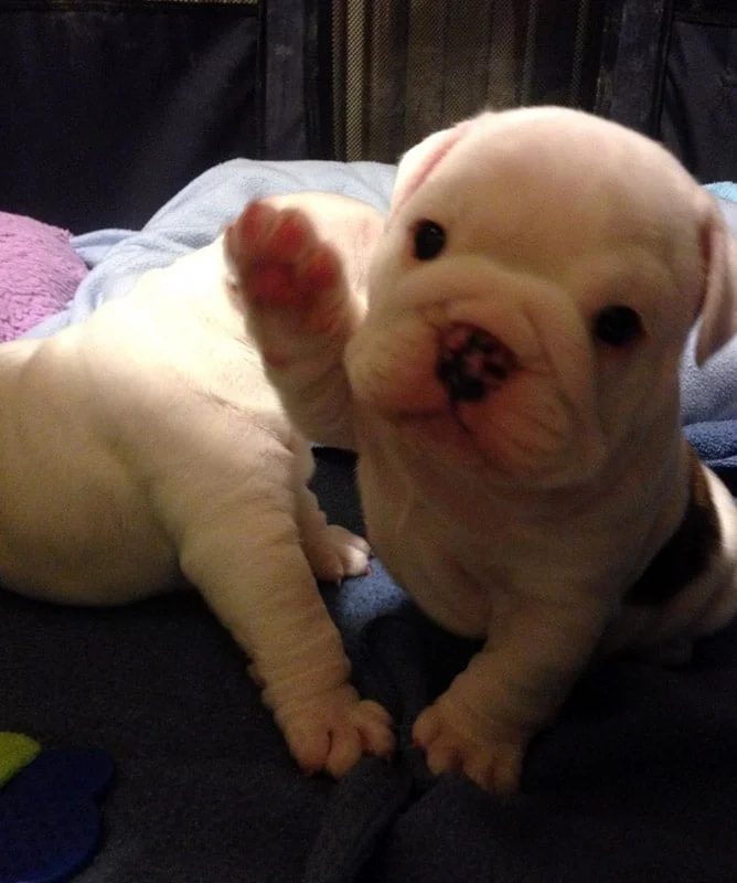 puppy